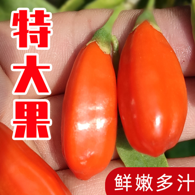 头茬新鲜枸杞子500g礼盒