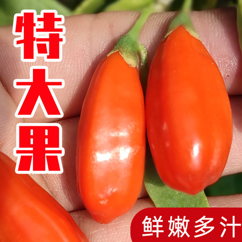头茬新鲜枸杞子500g礼盒