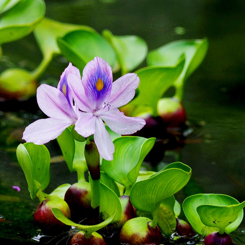 改善水质 水葫芦植物水生花卉盆栽水培绿植池塘绿化鱼缸净化水源