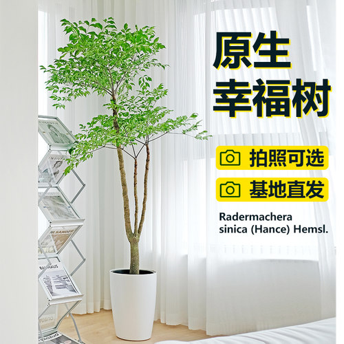 原生幸福树大型盆栽室内客厅绿植办公室落地植物四季好养幌伞枫