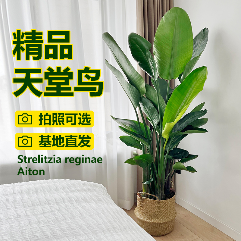 种好发货、送货到家、拍照可选
