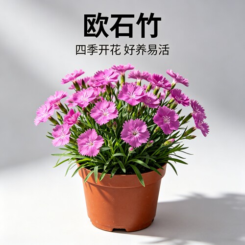 欧石竹粉贝多年生宿根地被草花苗