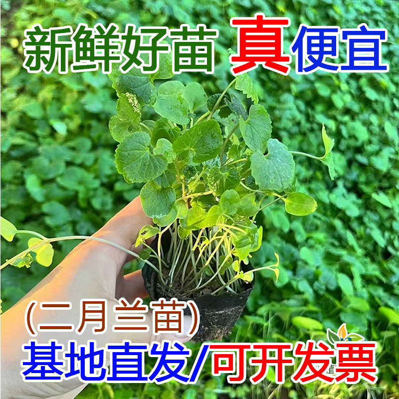 二月兰花苗杯苗地被草花苗木室外