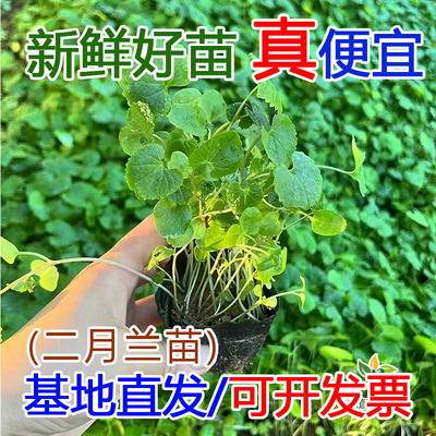 二月兰花苗杯苗地被草花苗木室外耐阴地被植物花园绿化工程苗批发
