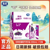 银桥酸甜葡萄口味牛奶饮品200ml 12袋装 儿童学生营养早餐牛奶整箱