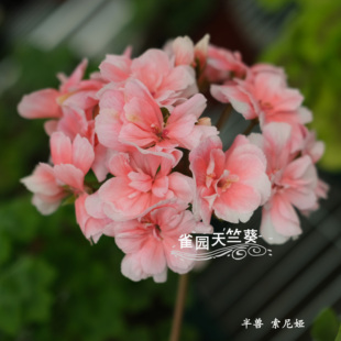 雀园天竺葵 索尼娅 半兽系天竺葵花苗矮生小天苗大花球包对版