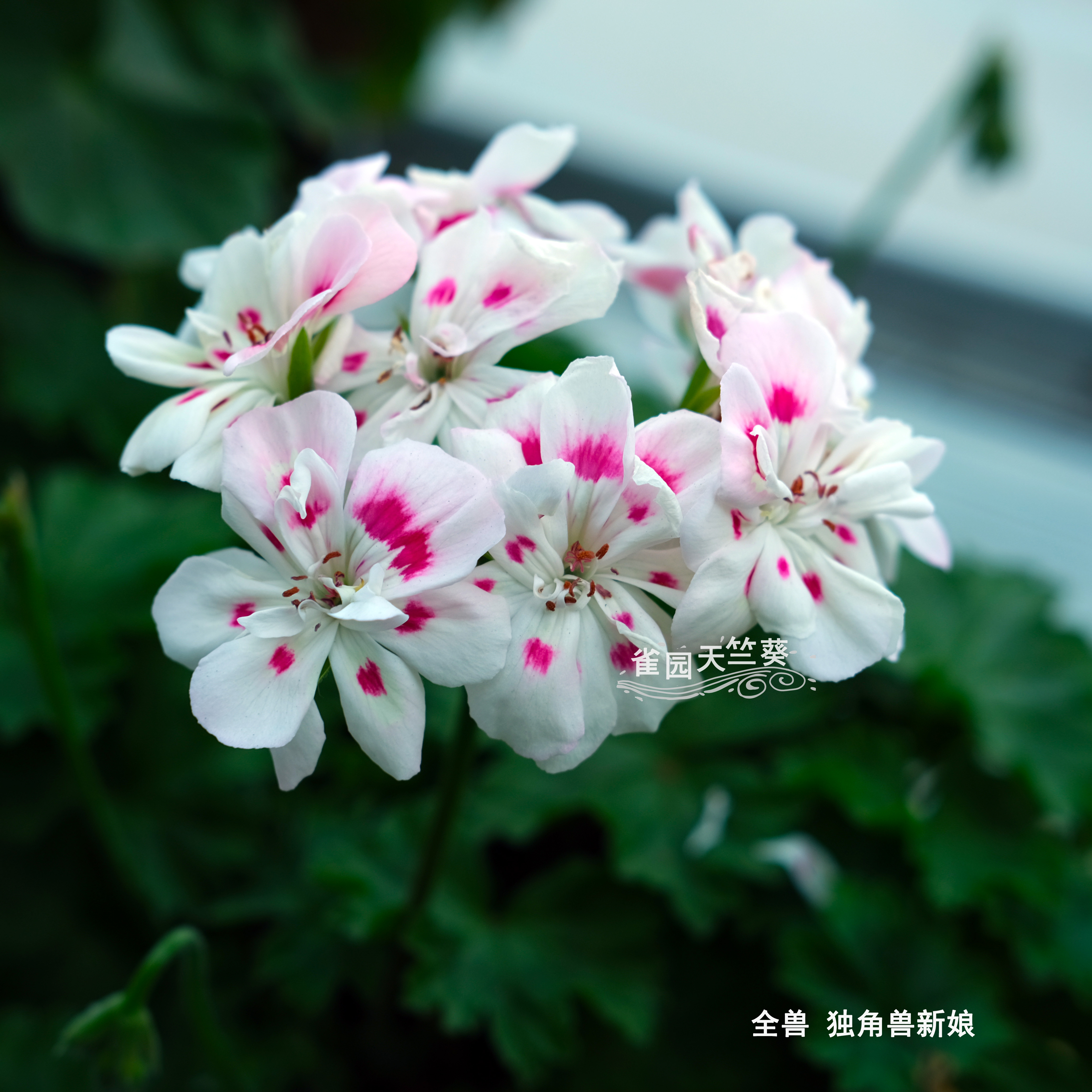 独角兽新娘 全兽系天竺葵花苗大花球品种勤花盆栽雀园天竺葵