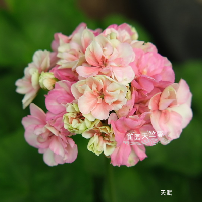 天赋直立天竺葵花苗重瓣