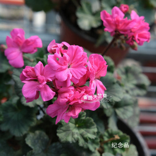 纪念品 迷你直立天竺葵花苗矮生开花机器包对版洋绣球阳台雀园