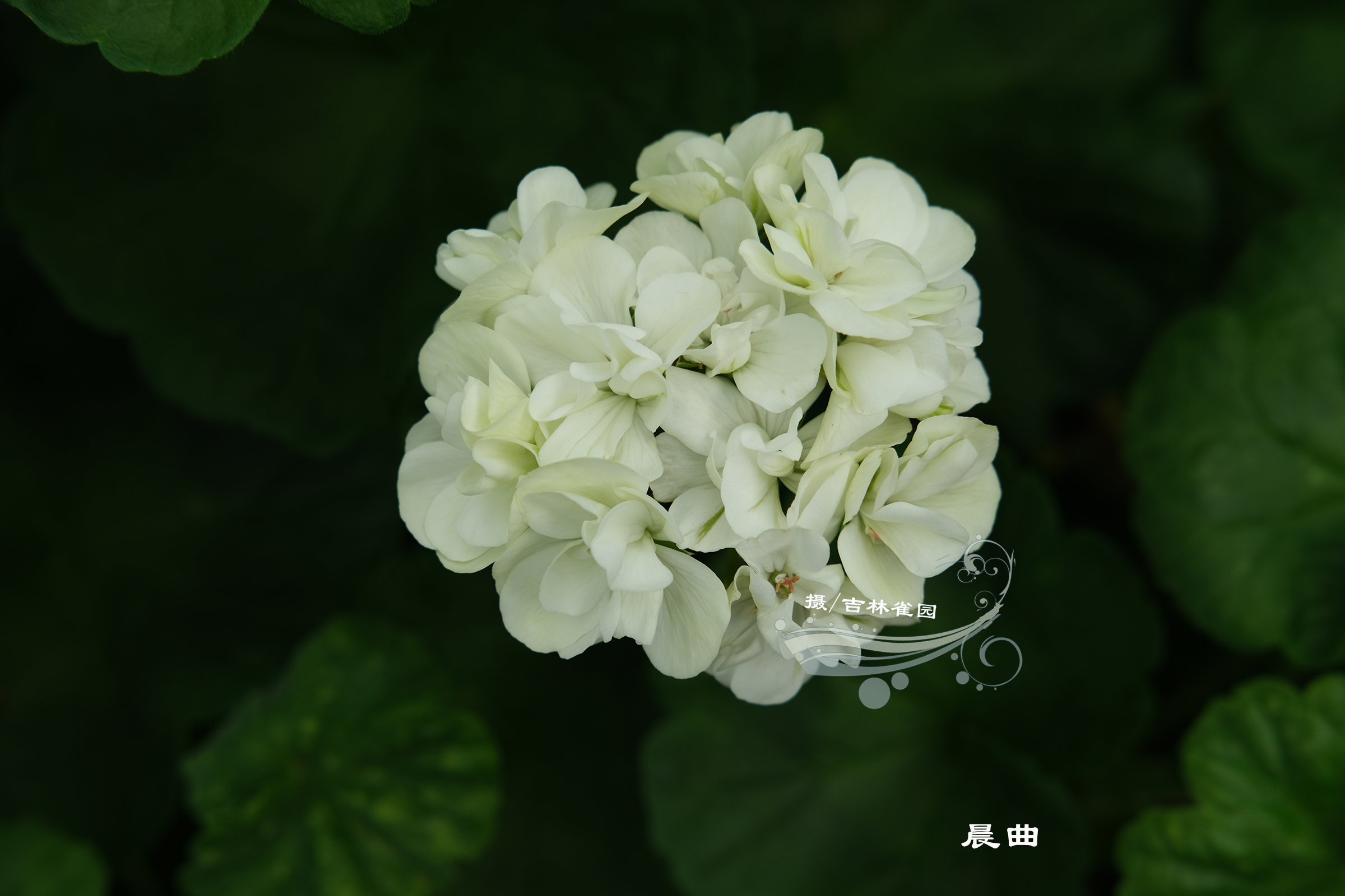 晨曲 直立天竺葵花苗矮生花球勤花优秀品种对版洋绣球