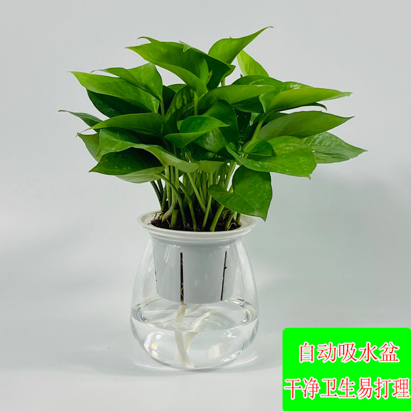 水培水养吸甲醛四季常青绿萝盆栽