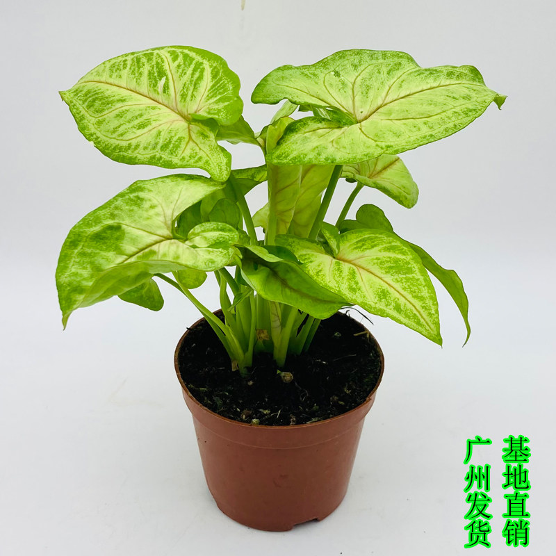 黄金童子合果芋室内吸甲醛