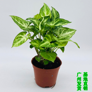 蓝精灵合果芋盆栽室内网红彩叶植物绿精灵金童子办公室桌面绿植花