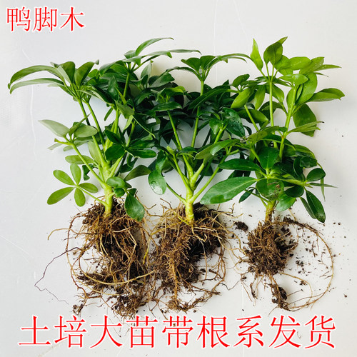 鸭脚木盆栽室内吸甲醛二手烟实惠