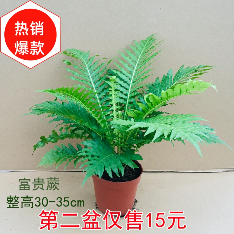 富贵蕨类植物盆栽室内客厅办公室净化空气除甲醛观叶大型绿植盆景 新绿园艺场 淘优券