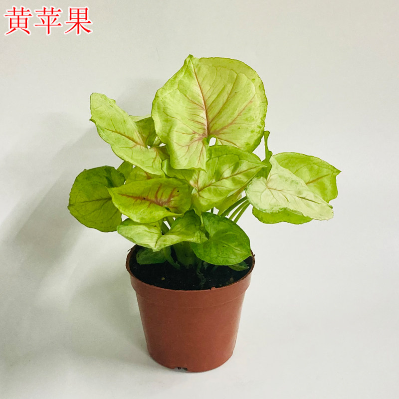 彩叶合果芋室内植物桌面盆栽金童子绿精灵红粉佳人四季常青绿植花 新绿园艺场 淘优券