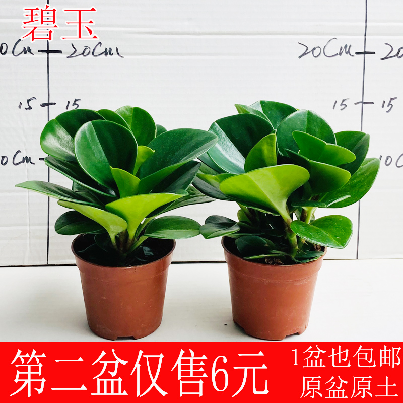 碧玉盆栽多肉植物吸甲醛二手烟绿植室内客厅办公桌面花卉四季常青