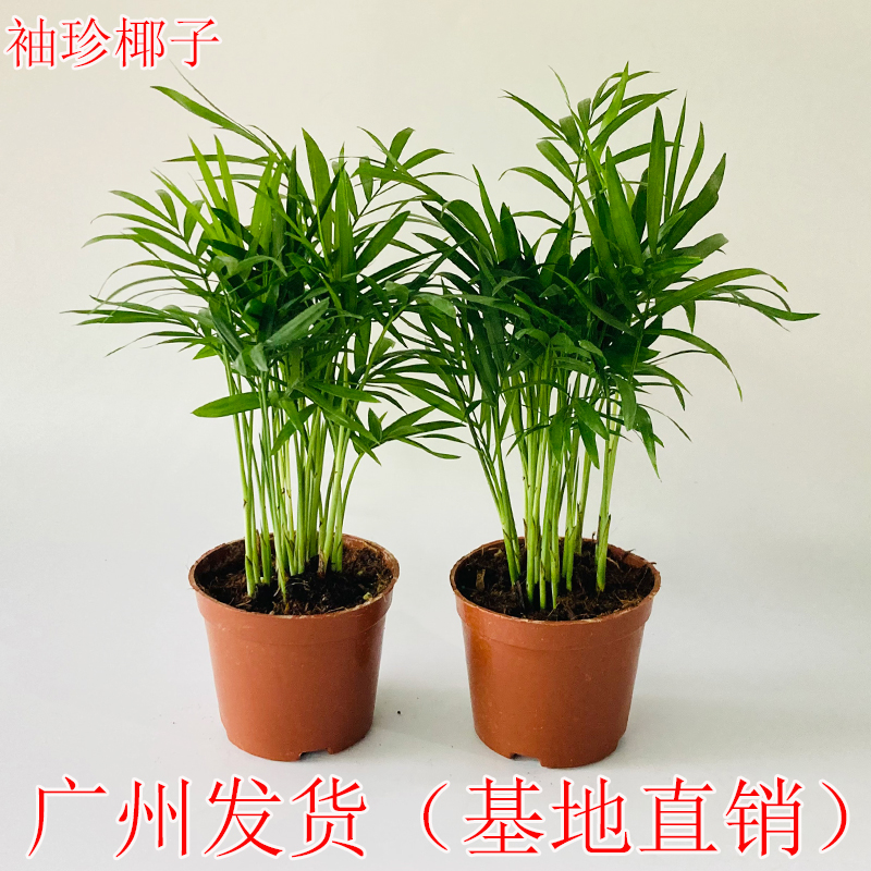 袖珍椰子盆栽室内散尾葵植物凤尾竹办公客厅室内净化空气绿植花卉