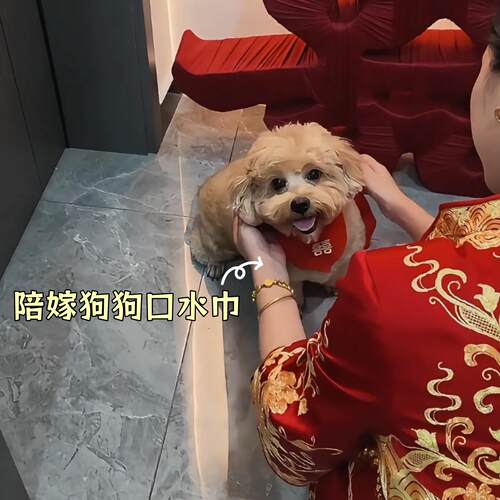 小狗口水巾围脖宠物结婚喜字猫咪兜装饰陪嫁喜庆项圈领结婚礼服配