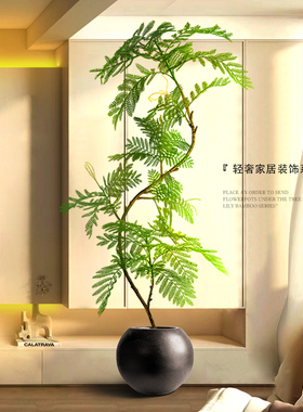 绿植装饰摆饰落地大型客厅入户玄关电视柜旁边室内盆栽蓝色的花楹