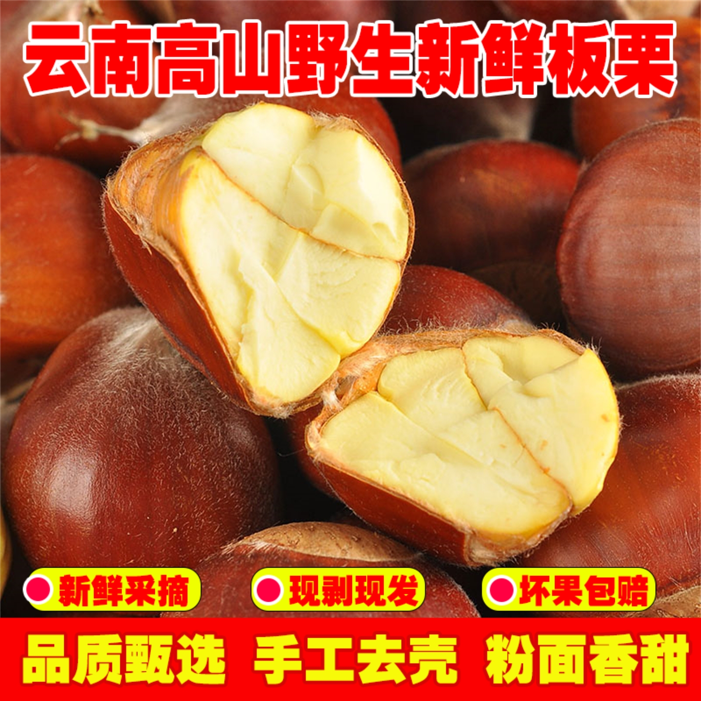 老树野生板栗去刺生毛栗子