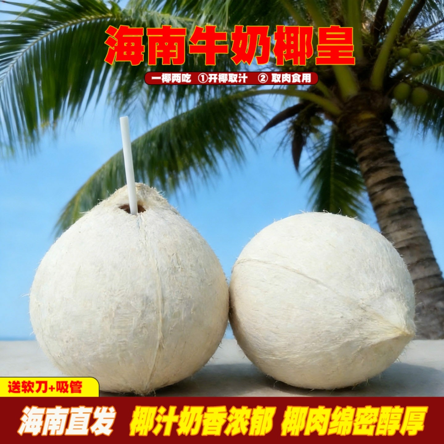 海南正宗牛奶椰皇小奶椰青新鲜现摘孕妇水果补羊水香椰子蛋包邮
