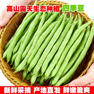云南四季豆新鲜现摘油豆角露天种植无筋豆嫩豇豆当季农家时令蔬菜