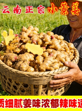 云南新鲜小黄姜生姜老姜农家现挖高山沙姜月子姜当地蔬菜带泥发货