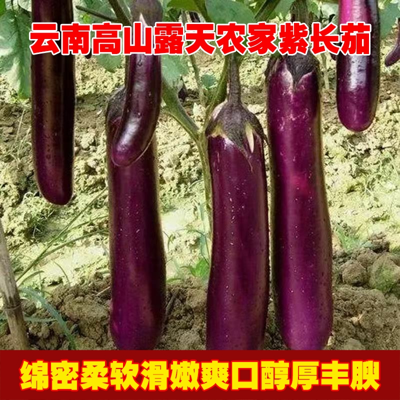 云南高山露天种植紫茄子