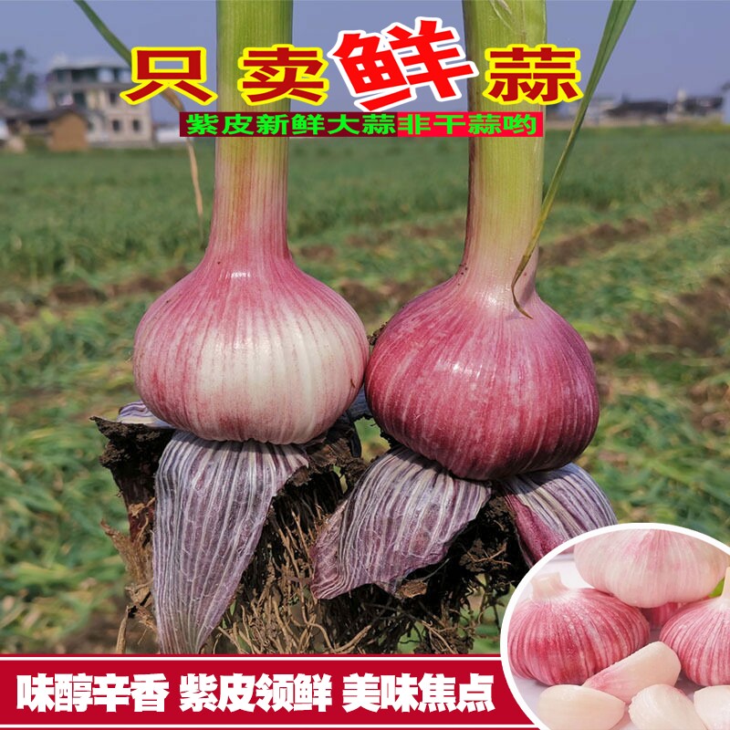 2026云南紫皮大蒜新鲜现挖蒜特大果蒜头农家多瓣蒜糖醋红皮湿大蒜