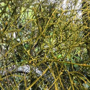 新货枫树寄生 野生枫香寄生 桑寄生 螃蟹脚 枫木寄生干品50g/500g