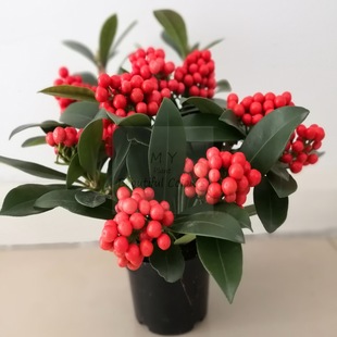 进口红玉珠茵芋盆栽高档年宵花卉室内观果植物耐寒喜庆礼茗阳园艺