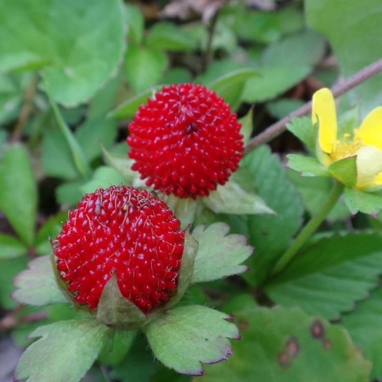 山区野草莓蛇莓苗蛇泡草四季食用