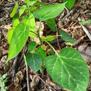 通关正品乌骨藤新鲜粪箕云南深山中药材新货通光散奶浆包邮