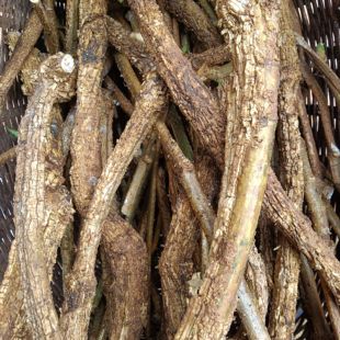 通关正品乌骨藤新鲜粪箕云南深山中药材新货通光散奶浆包邮