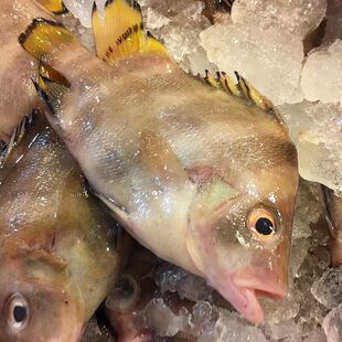 十六梅--顺丰发货/保鲜不保活