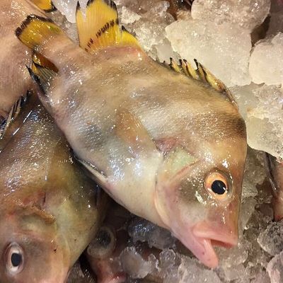 十六梅--顺丰发货/保鲜不保活