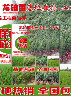 龙柏小苗.龙柏球.龙柏树单杆龙柏球龙柏造型树道路庭院工程绿化苗