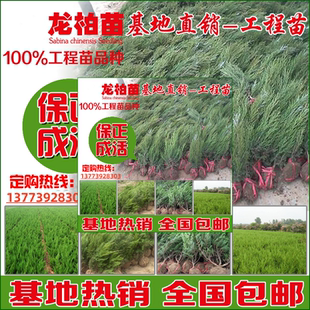 龙柏小苗.龙柏球.龙柏树单杆龙柏球龙柏造型树道路庭院工程绿化苗