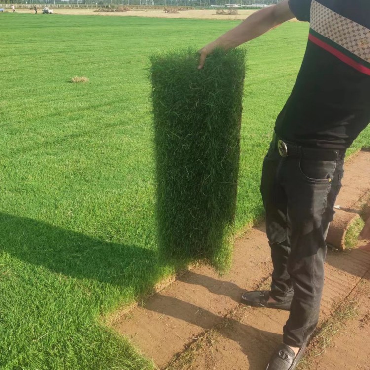 带泥土地毯别墅马尼拉草坪绿化