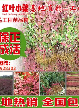 花色庭院围墙紫叶小檗
