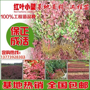 绿篱花色块彩色苗.红叶小檗小苗.紫叶小檗球.庭院围墙.工程绿化苗