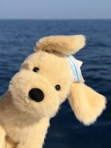 jellycat金毛小狗唐布利牧羊犬新