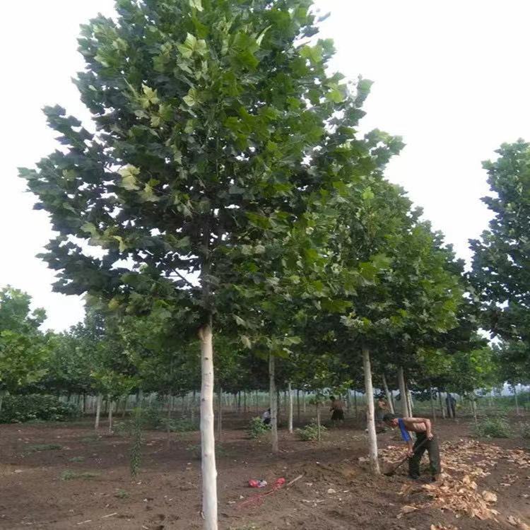 法国梧桐树苗 速生法桐苗 青皮梧桐苗庭院工程绿化苗木悬铃木小苗