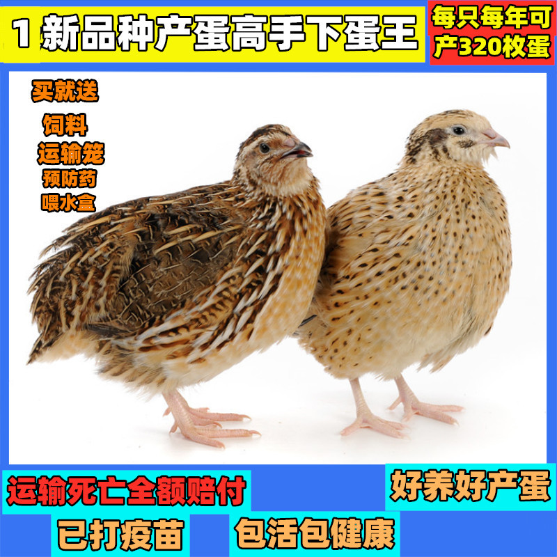 鹌鹑活苗下蛋繁殖l宠物青年公母沙维卢丁鸡蓝活物小型好养散养活