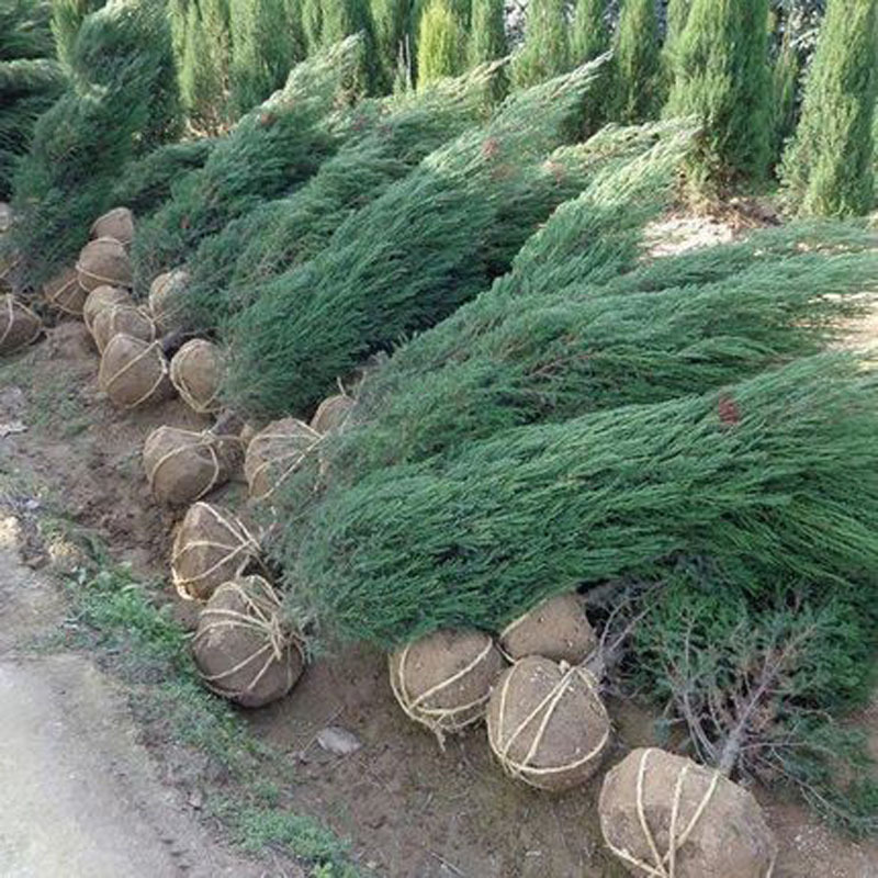 松树苗塔柏苗雪松苗蜀快刺柏圣诞树绿化庭院苗侧柏阳台盆栽柏树苗