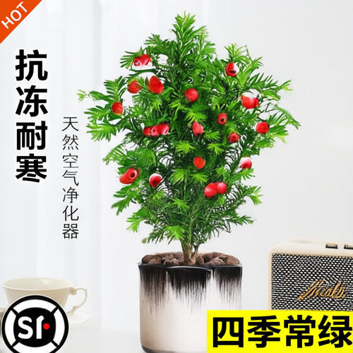 红豆杉盆栽正宗曼地亚树苗老桩室内外阳台庭院净化空气盆景绿植