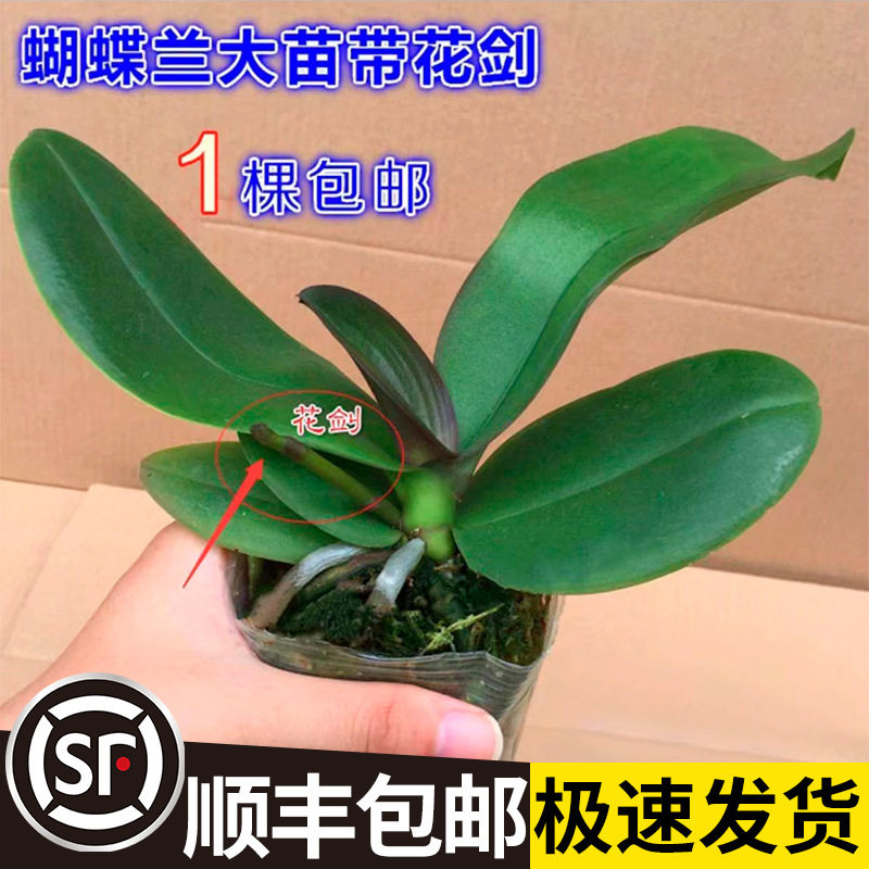 蝴蝶兰花苗带花剑带花苞盆栽兰花大苗客厅室内植物花卉四季好养活,鲜花速递/花卉仿真/绿植园艺,造型盆景,淘宝优惠券,粉丝福利购,淘宝优惠卷