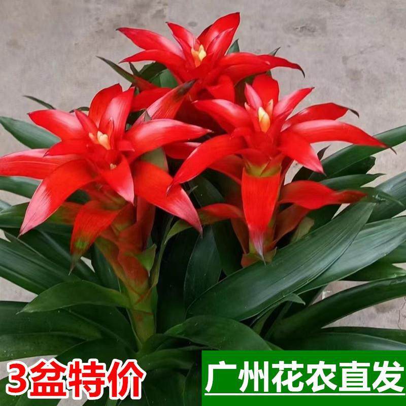 鸿运当头盆栽小红星凤梨花室内客厅办公室绿植物年宵花卉喜庆开业