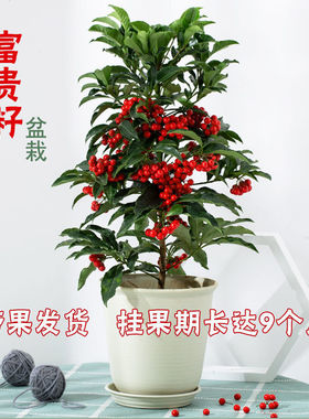 富贵籽朱砂根红凉伞黄金万两金玉满堂富贵子客厅盆栽盆景带籽发货